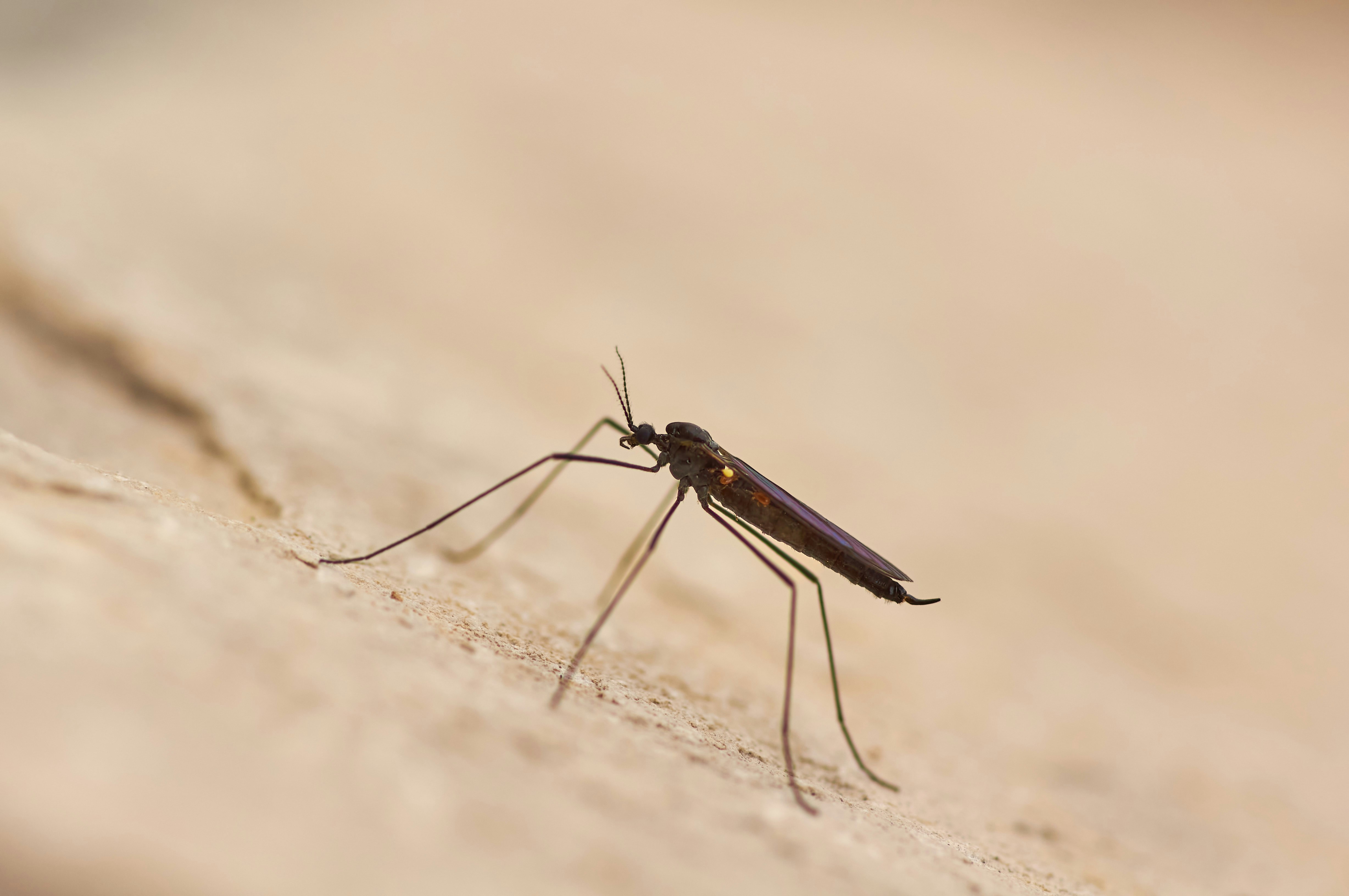 OpenMalaria